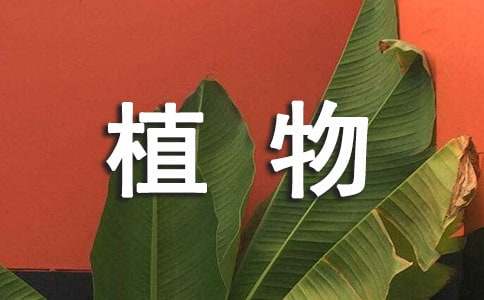 關(guān)于小學四年級植物作文（通用31篇）