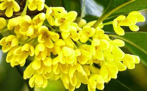 借物抒情的作文：桂花樹(shù)（通用31篇）