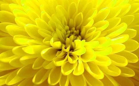 【精選】菊花三年級(jí)作文300字103篇