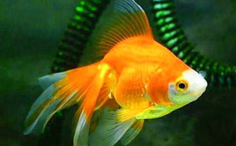 金魚連續觀察日記