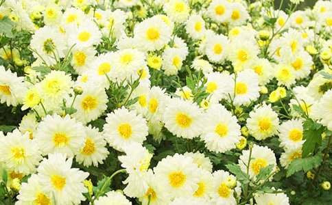 關于菊花三年級作文（精選42篇）